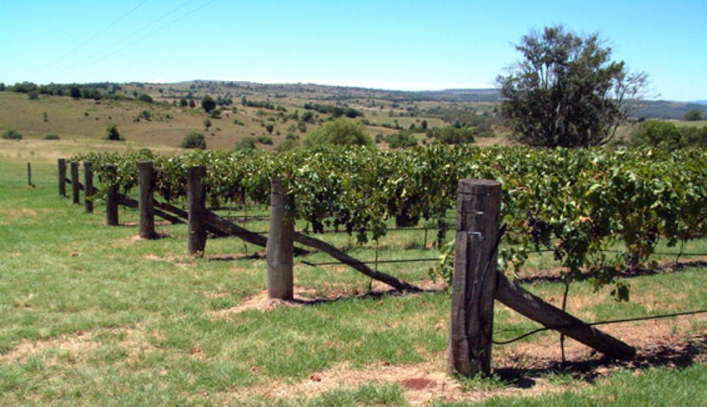 SLOW RECOVERY: South Burnett wineries have been sheltered from the national downturn due to strong Queensland support. Photo: Contributed. SLOW RECOVERY: South Burnett wineries have been sheltered from the national downturn due to strong Queensland support. Photo: Contributed.
